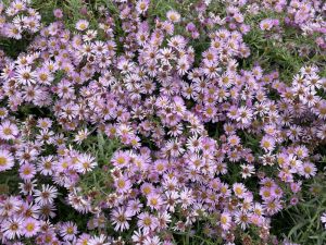 Aster ×amethystinus 'JS Trendwende'