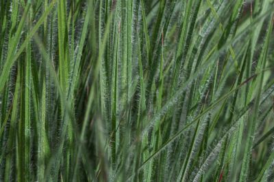 Schizachyrium scoparium `Ha Ha Tonka'