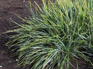 Sesleria heufleriana 'Overdam Blue' (NORĐIC)