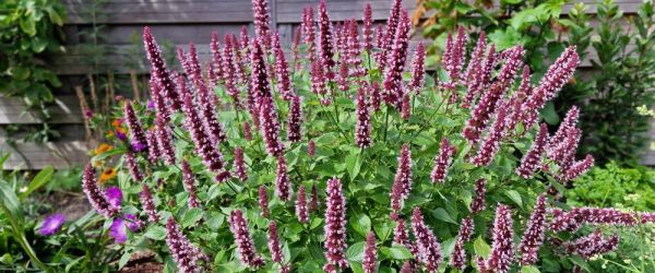 Five new varieties receive ISU-Awards