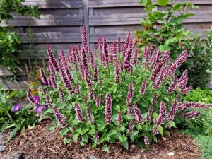 Agastache ‘Agapk’ (BEELICIOUS PINK)