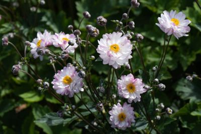 Anemone hybrida GARDEN BREEZE `Pink Touch´